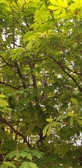 Aesculus