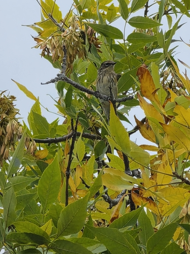 Yellow-rumped Warbler