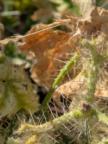 Cnidoscolus texanus, photograph 1