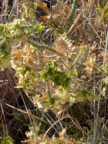 Cnidoscolus texanus, photograph 2