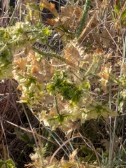 Cnidoscolus texanus, photograph (c) matutinaltina, some rights reserved (CC BY)