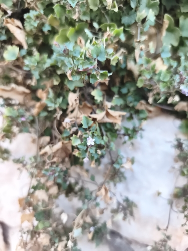 Ivy-leaved toadflax