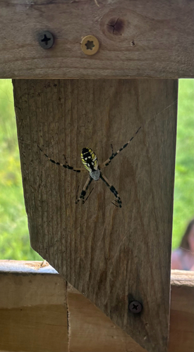 Yellow Garden Spider