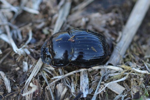 Copris lunaris