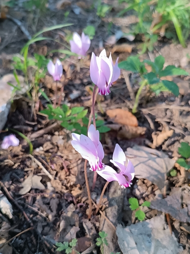 Ivy-leaved cyclamen