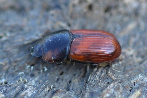 Coprimorphus scrutator