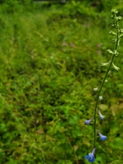 Delphinium carolinianum