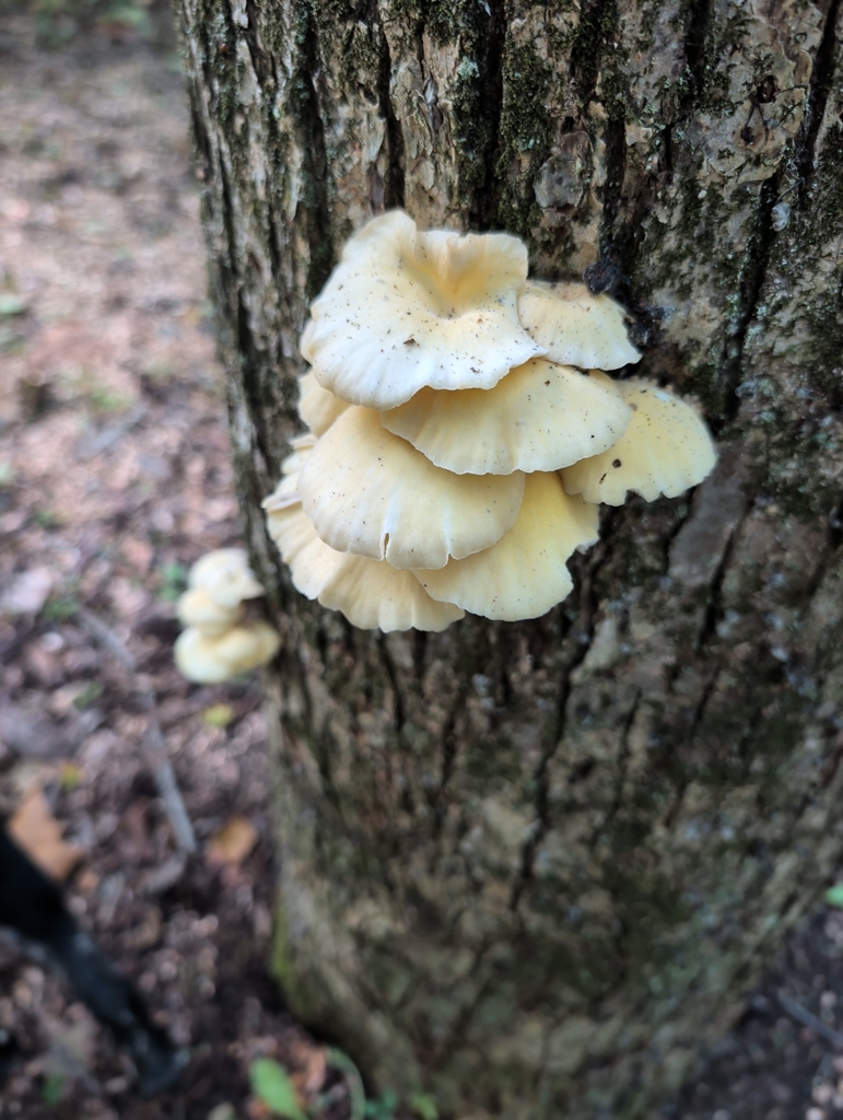 Golden Oyster Mushroom · September 2026 · photo: Photo: (c) ewransky, some rights reserved (CC BY-SA) · iNaturalist