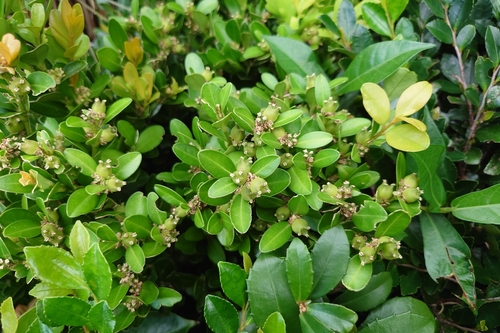 Buxus liukiuensis (Buxus liukiuensis)