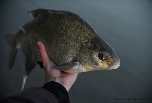 Common Bream