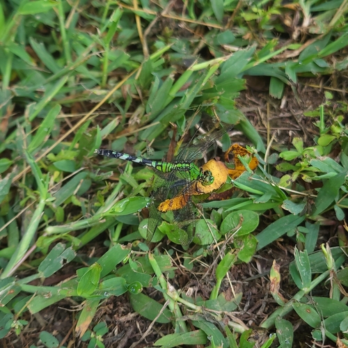 Eastern Pondhawk