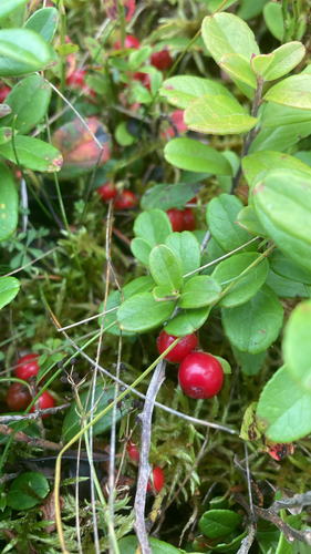 Lingonberry