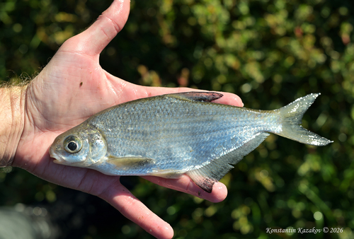 White-eye Bream