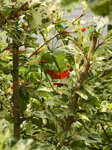 Caribbean Gulf Fritillary