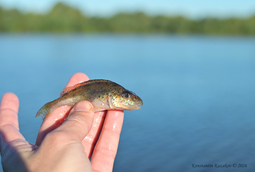 Ruffe