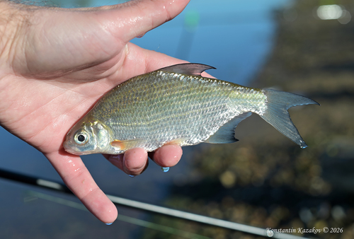 Silver Bream