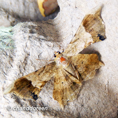 Krananda oliveomarginata