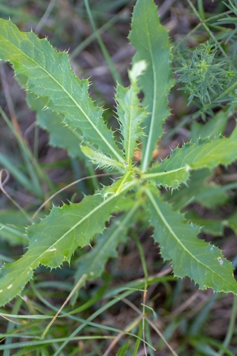 creeping thistle