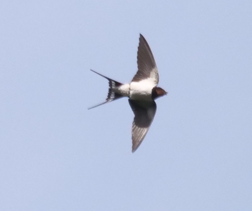 Barn Swallow