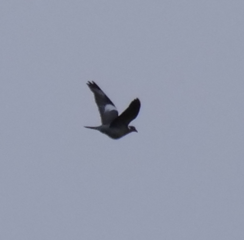 Common Wood-Pigeon