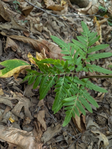 bronze fern