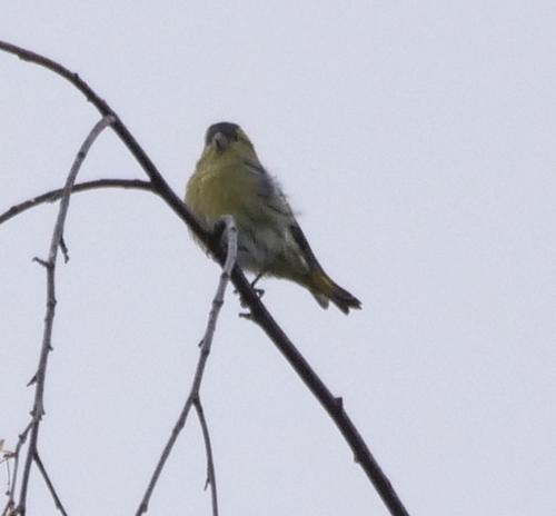 Eurasian Siskin