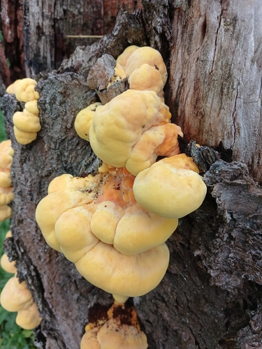 chicken of the woods