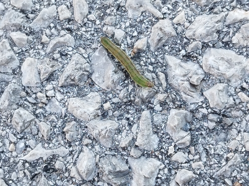 Spotted Sulphur