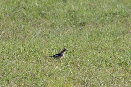 Eurasian Jay