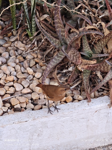 Rufous Hornero