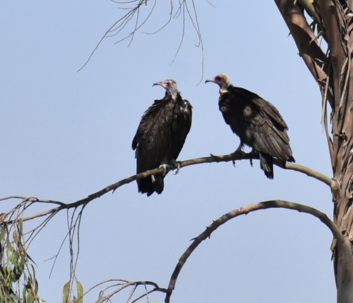 Hooded Vulture