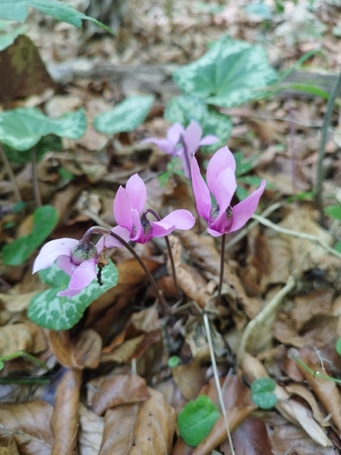European Cyclamen