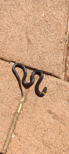 Ring-necked Snake