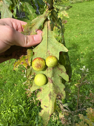 Cherry Gall Wasp