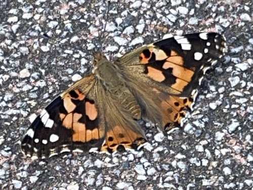 Painted Lady
