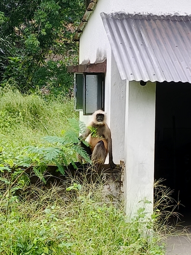 Bengal Sacred Langur