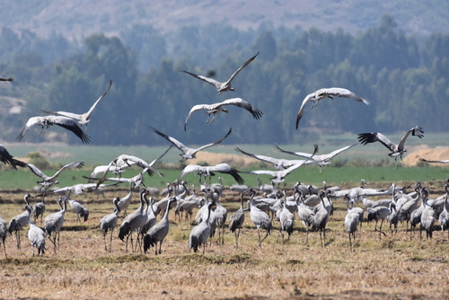 Common Crane
