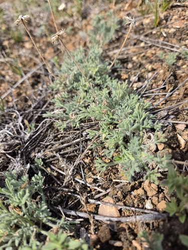 Erigeron compositus, photograph 2