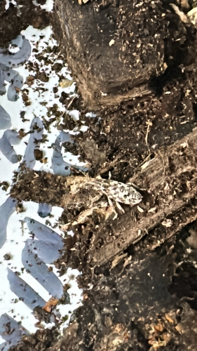 Cyphocleonus dealbatus