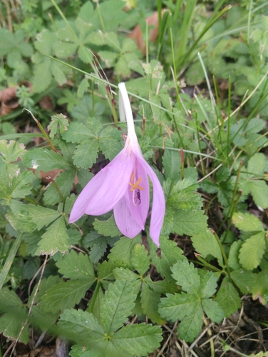 Autumn Crocus