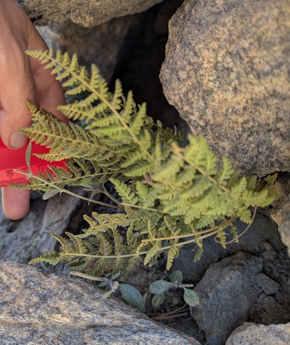iNaturalist observation photo of Rocky Mountain woodsia