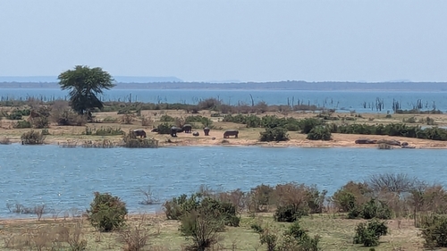 Common Hippopotamus