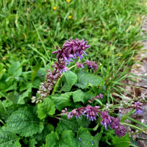 Salvia verticillata, photograph 1