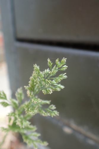 Polypogon viridis, photograph 3