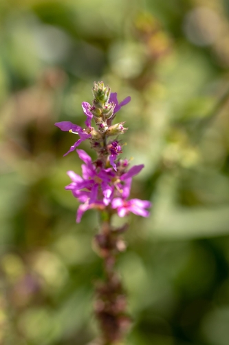 purple loosestrife