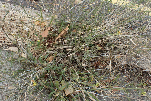 Diplotaxis muralis, photograph 5