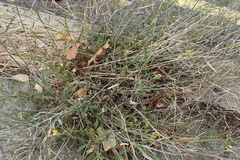 Diplotaxis muralis, photograph author not stated, no rights reserved