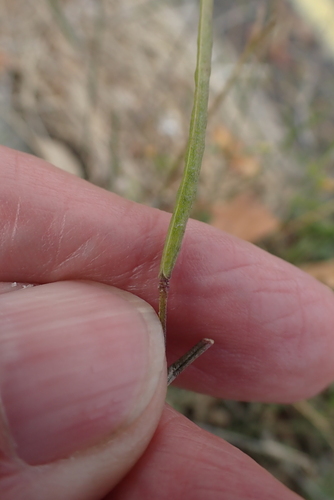 Diplotaxis muralis, photograph 6