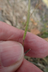Diplotaxis muralis, photograph author not stated, no rights reserved