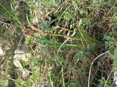Himantoglossum comperianum